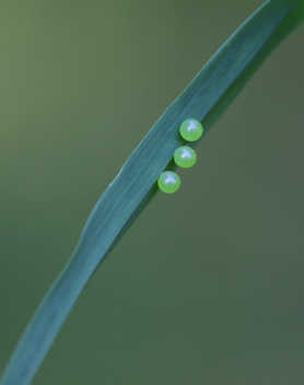 Mitchell's Satyr eggs